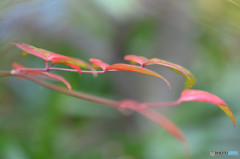 ナンテンの紅葉