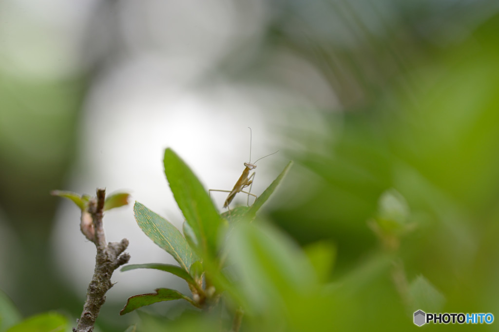 チビカマキリⅡ