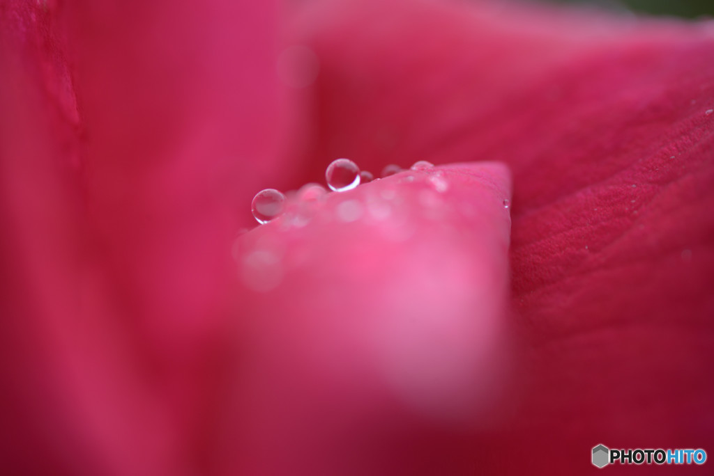 薔薇に雨粒