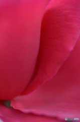 夏の薔薇