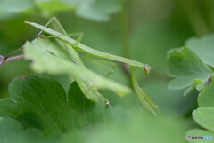 逃走カマキリ