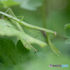 逃走カマキリ