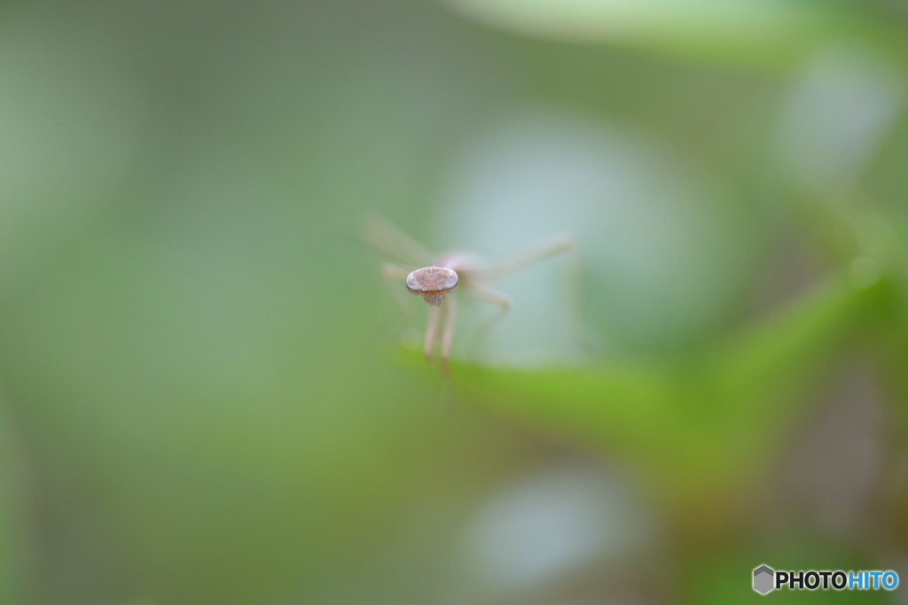 チビカマキリⅢ