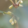 柊の蕾