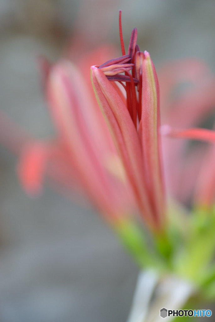 曼珠沙華Ⅱ