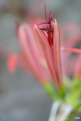 曼珠沙華Ⅱ