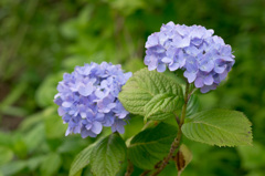 IMGP9396