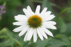 IMGP9403
