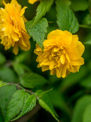 IMGP8874