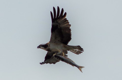 IMGP9761