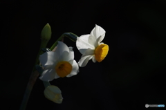 水仙１
