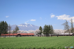 牧場の春