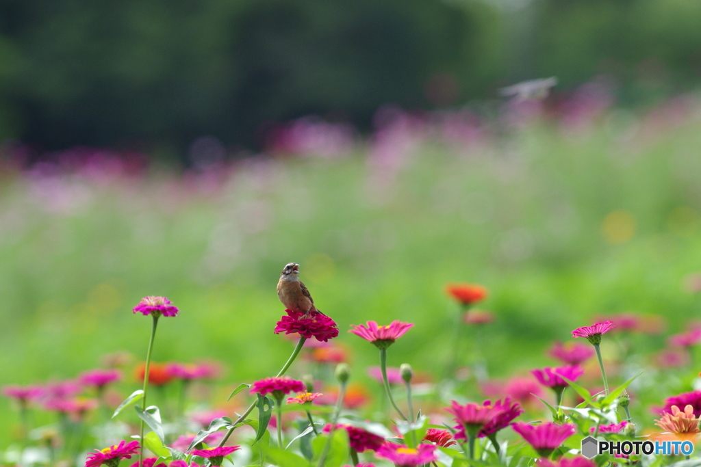 お花に誘われて