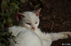 ひなたぼっこ１