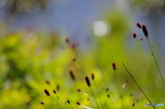 湿原の花