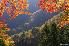 見晴らし紅葉