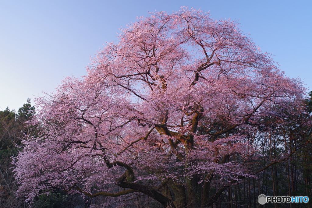 朝の光に