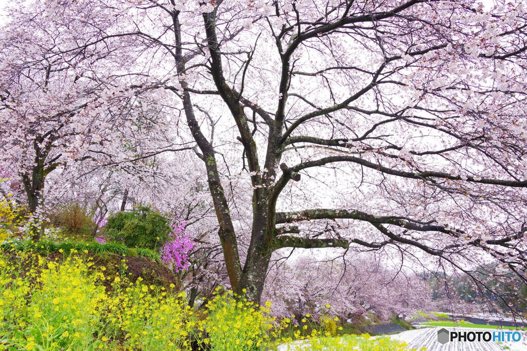 桜景３