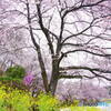 桜景３