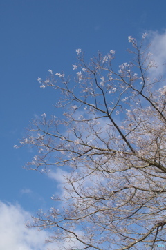 寒空に咲く