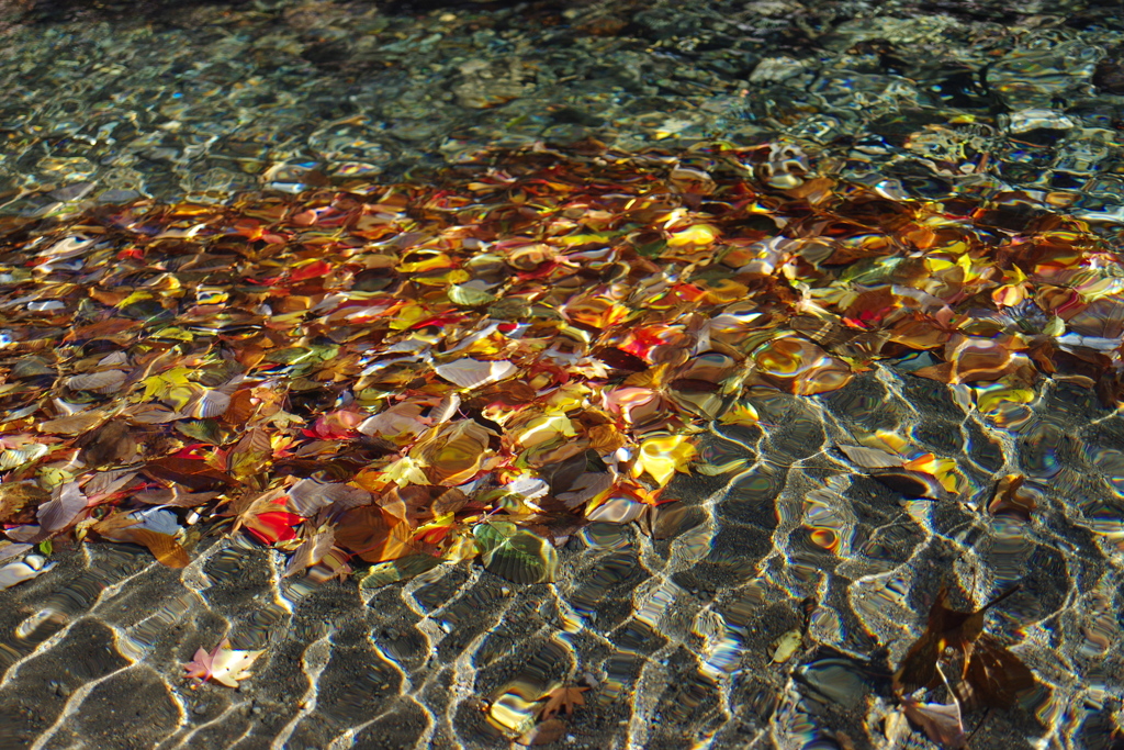 水紅葉