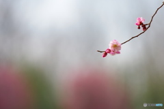 春色