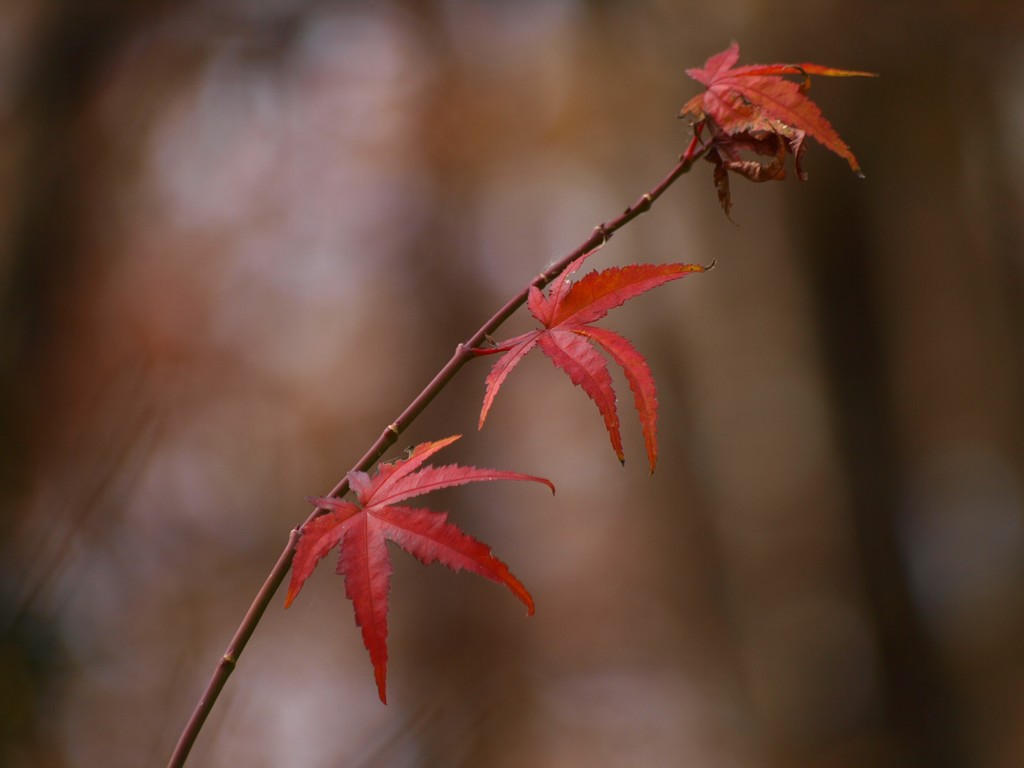 紅葉