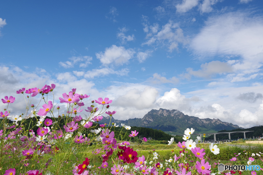 コスモスと妙義山