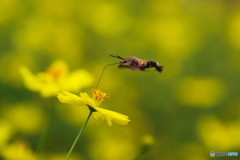 花から花へ