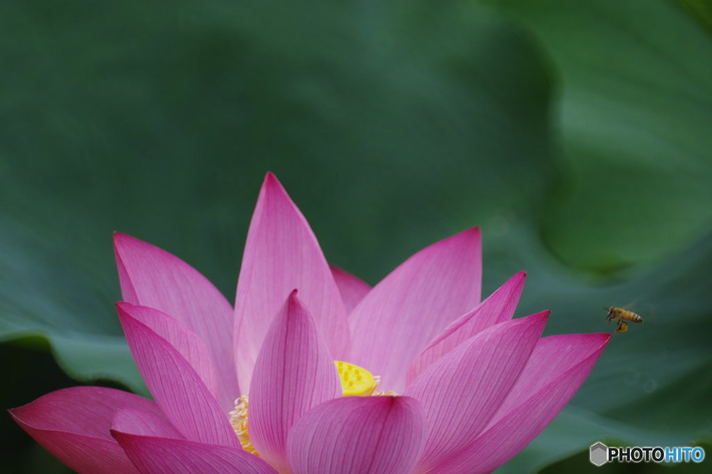 花を求めて