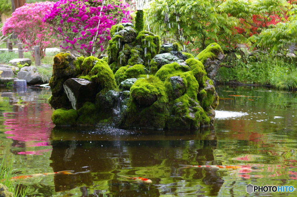 池の賑わい