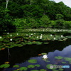 水辺の風景