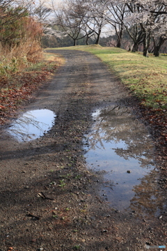 路傍の水鏡