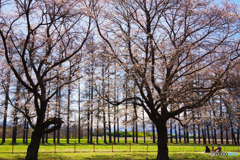 牧場の春