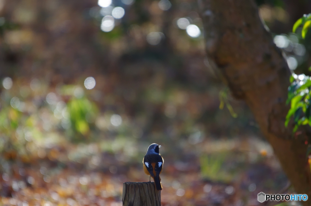 知らんぷりのようで