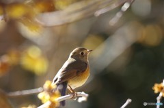 ルリビタキ２