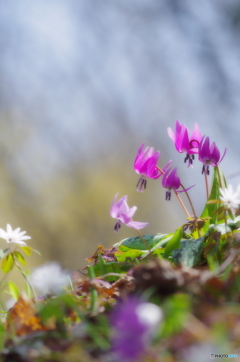 花は野のまま