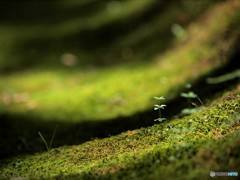 参道にて