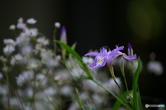 植物園にて