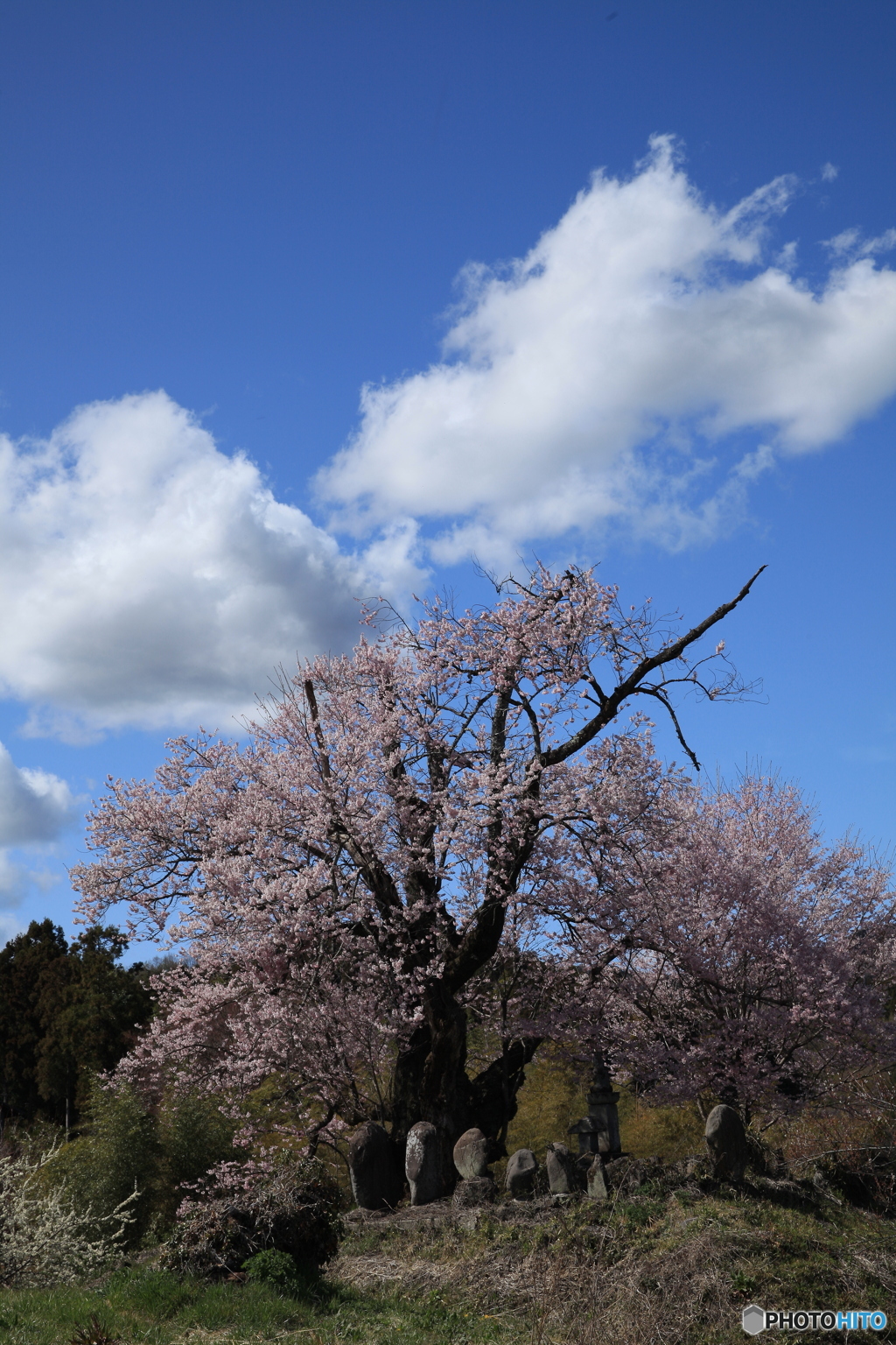 桜巡り９