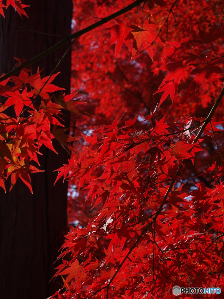 紅葉　懐古園にて
