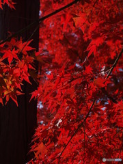 紅葉　懐古園にて