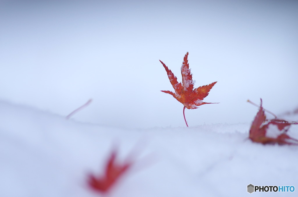 雪モミジ