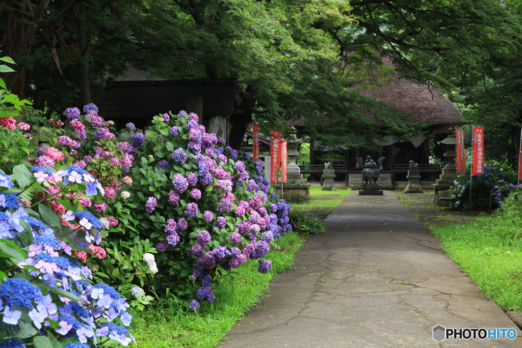 あじさい寺２