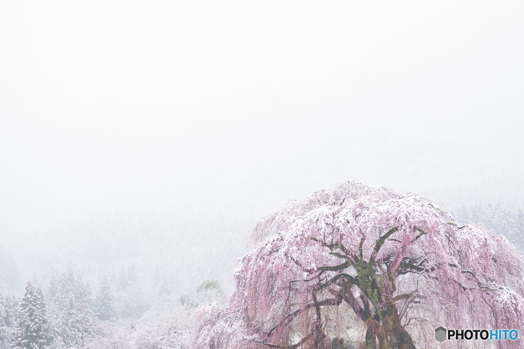桜景