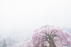 桜景