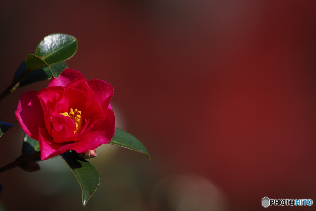 山茶花