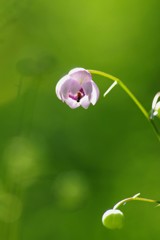 飛び入り参加