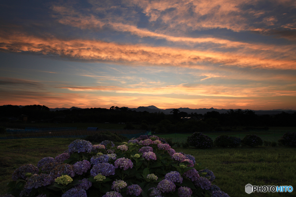 夕暮れ紫陽花２