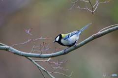 シジュウカラ